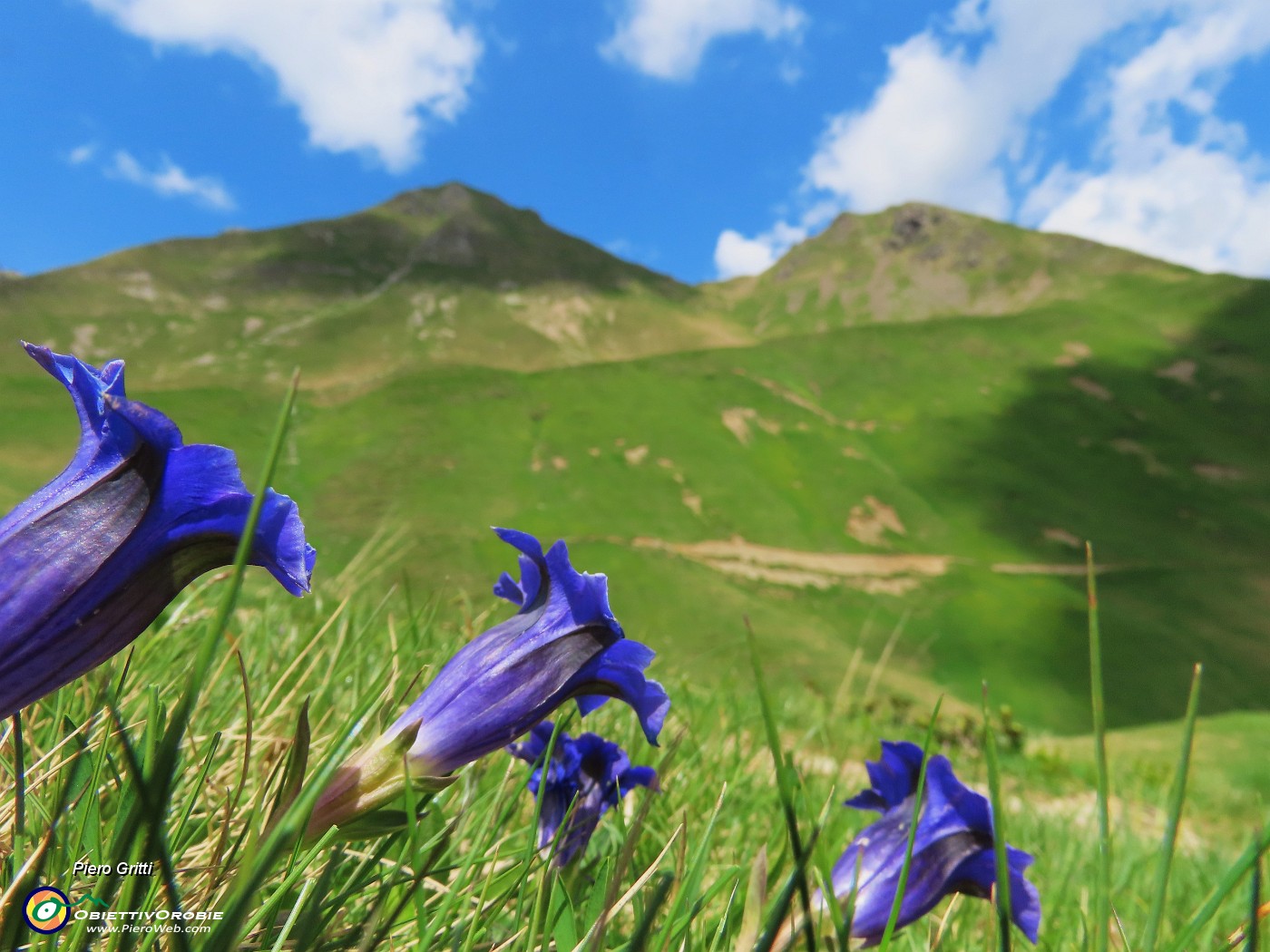 73 Gentiana acaulis (Genziana di Koch) con vista sulla Bocchetta Triomen.JPG